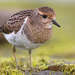Rufous-chested Dotterel - Photo (c) lherrainz, all rights reserved