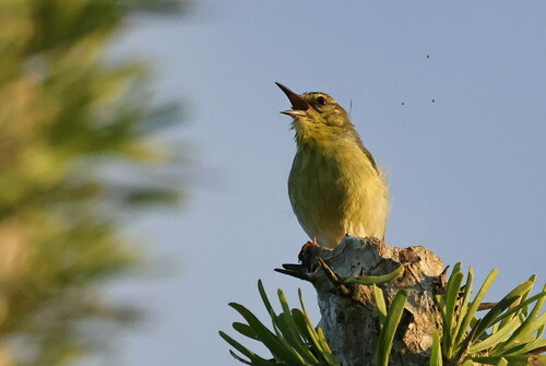 Stripe-throated Jery