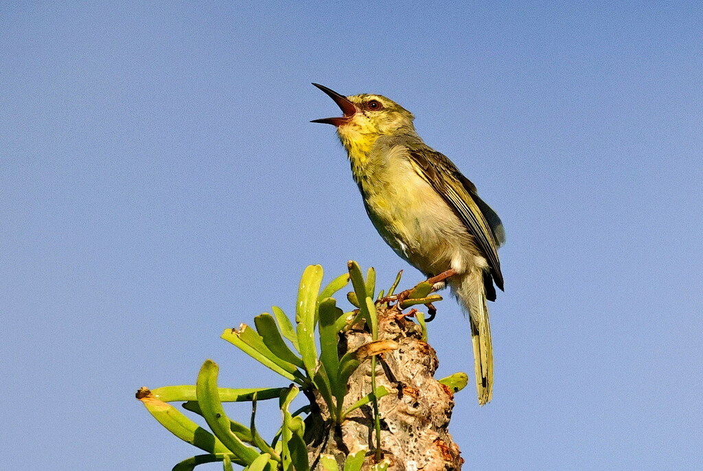 Stripe-throated Jery (Neomixis striatigula) photo