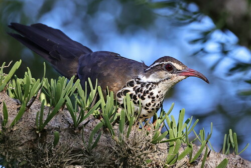 Monias benschi Oustalet & G.Grandidier, 1903