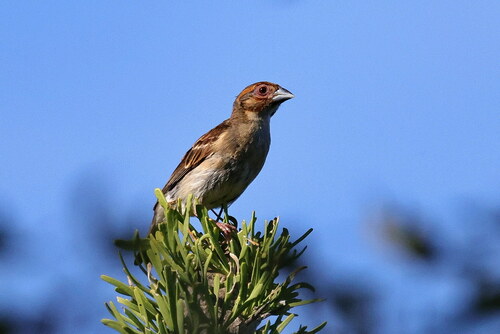 Sakalava Weaver