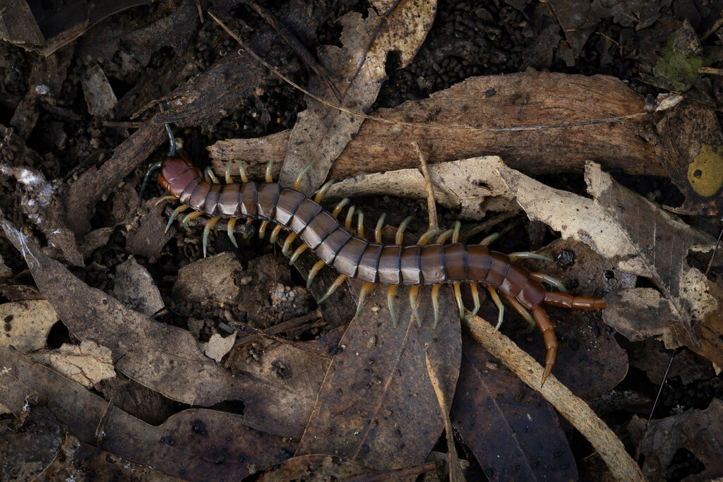 Orange-footed Centipede from Orange Grove WA 6109, Australia on August ...