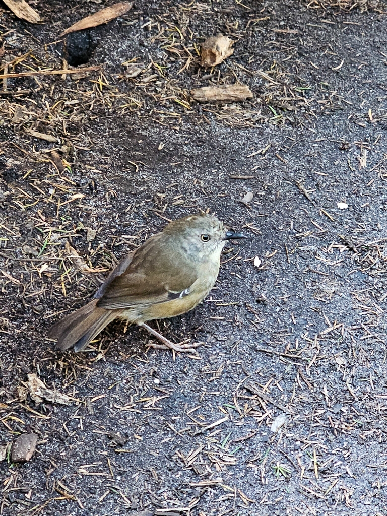 White-browed Scrubwren From Australia On March 18, 2024 At 08:09 Am By 