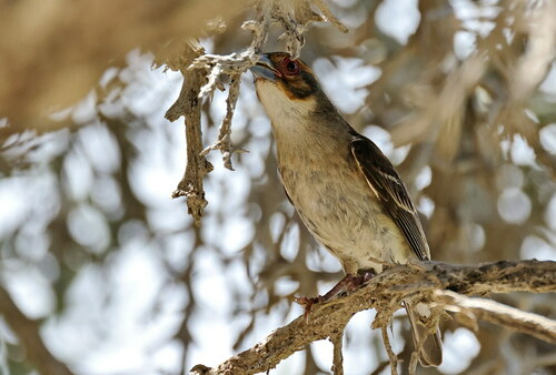 Sakalava Weaver