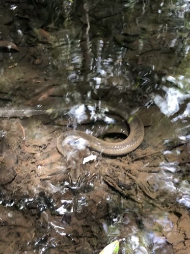 Macleay's Water Snake sighting
