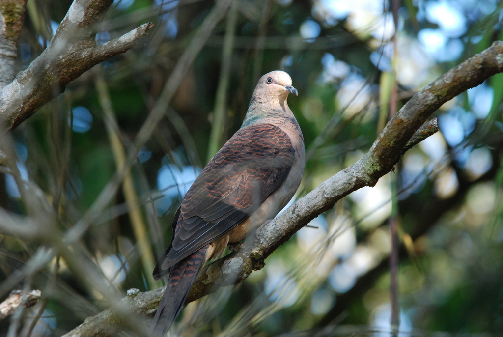 Barred Cuckoo-Dove (Macropygia unchall) photo