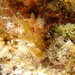 Sweet-smelling Seaweed - Photo (c) Niklas Fudickar, all rights reserved, uploaded by Niklas Fudickar