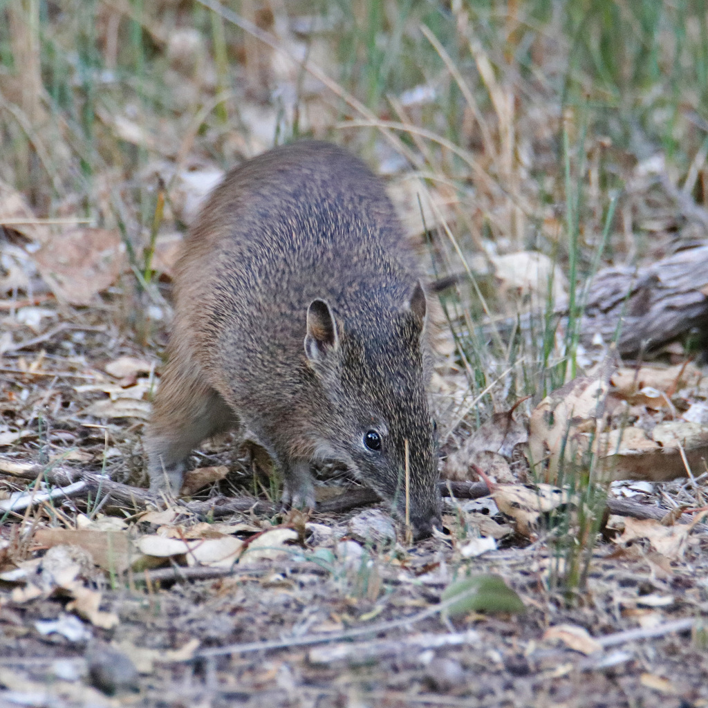 Bandicoot Pouch