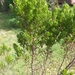 Baccharis linearifolia - Photo (c) ClaudiaSofia MG, all rights reserved, uploaded by ClaudiaSofia MG