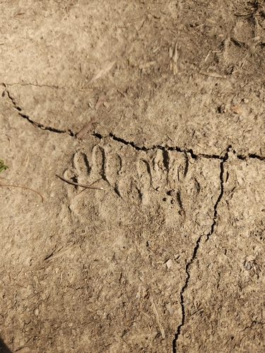iNaturalist observation 2024-03-18
