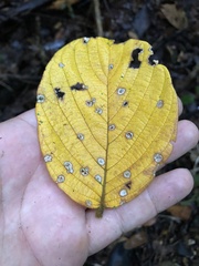 Lonchocarpus ferrugineus image