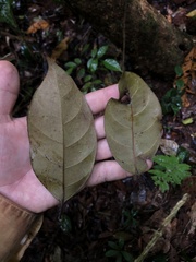 Pouteria izabalensis image
