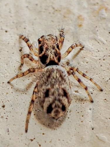 Salticus mutabilis