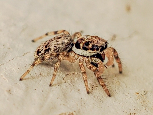 Salticus mutabilis