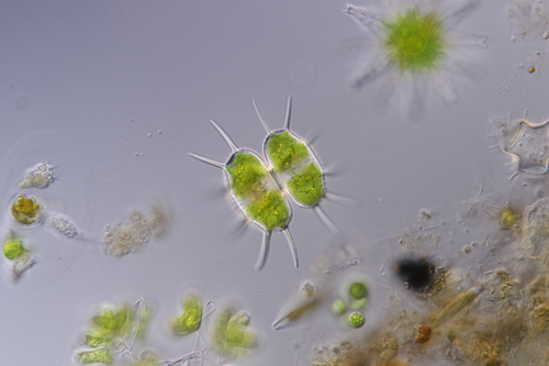 Xanthidium hastiferum