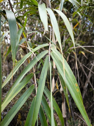 Chusquea talamancensis
