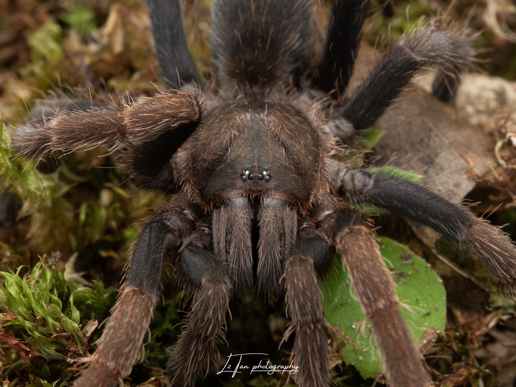 Malaysian Purple Femur Tarantula From Fraser S Hill Pahang Malaysia On March At