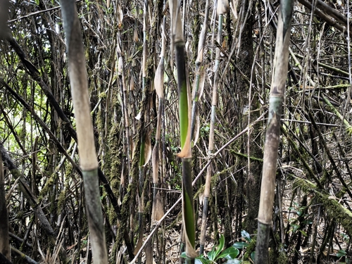 Chusquea costaricensis