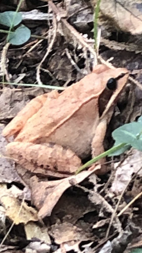 Wood Frog from Stevens Way, Durham, NH, US on September 26, 2023 at 08: ...