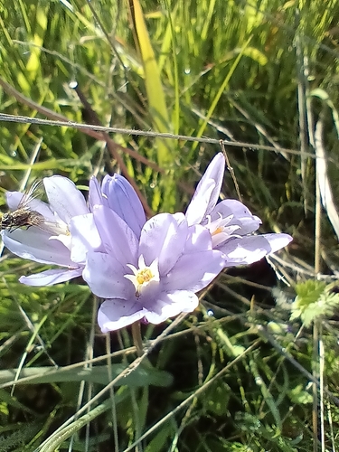 iNaturalist observation photo of blue dicks
