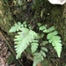 Star-hair Ferns - Photo (c) Mary Zigler, all rights reserved, uploaded by Mary Zigler