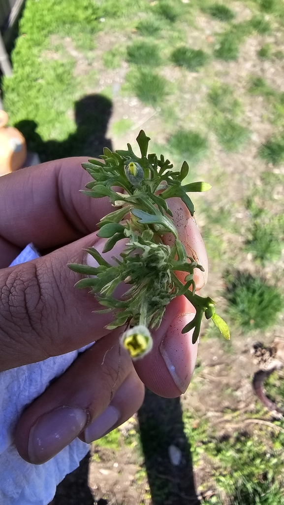 Curveseed Butterwort from Ellensburg, WA, USA on March 18, 2024 at 12