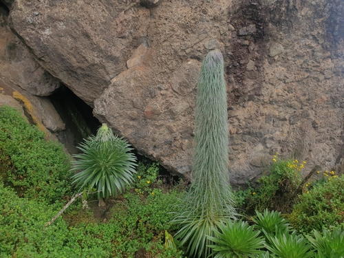 Lobelia telekii