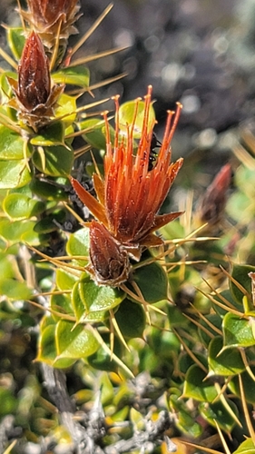 Chuquiraga spinosa