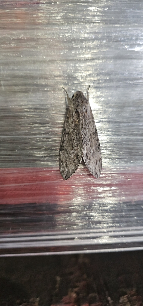 Convolvulus Hawkmoth From Jondaryan Pt A AU QL AU On March 19 2024