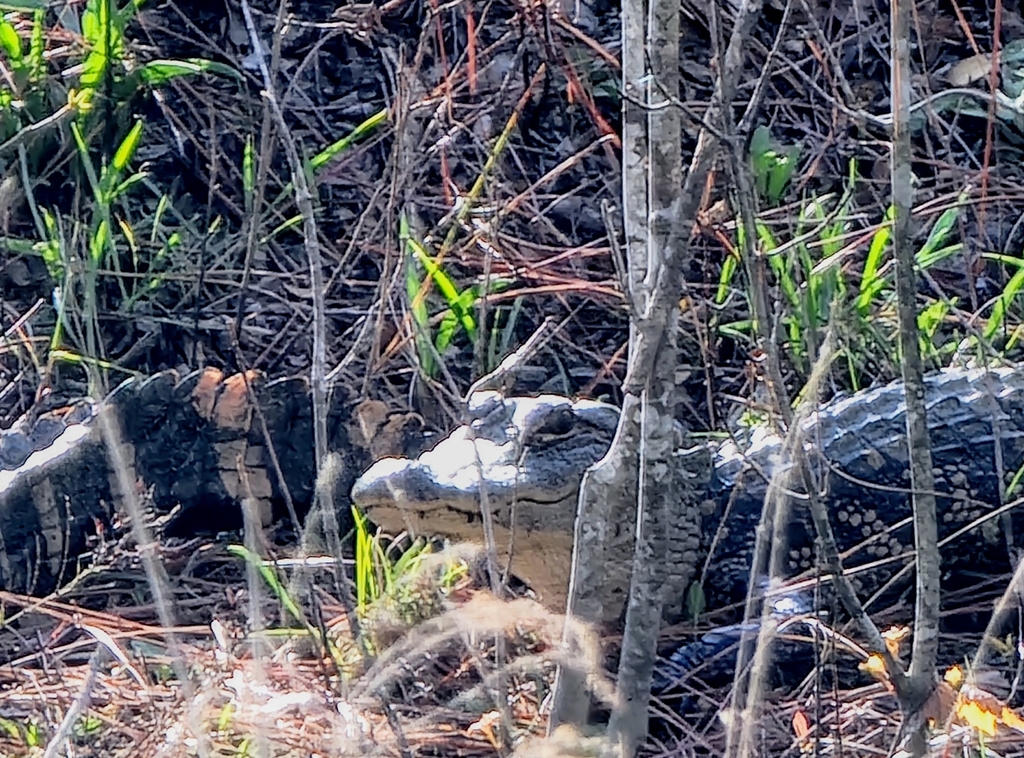 American Alligator in March 2024 by Cindy Lane. Two medium-sized ...