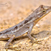 Odd-scaled Anole - Photo (c) Enrique Giron, all rights reserved, uploaded by Enrique Giron