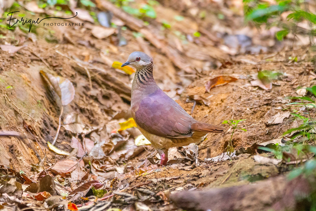 White-faced Quail-Dove photo