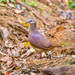 White-faced Quail-Dove - Photo (c) Enrique Giron, all rights reserved, uploaded by Enrique Giron