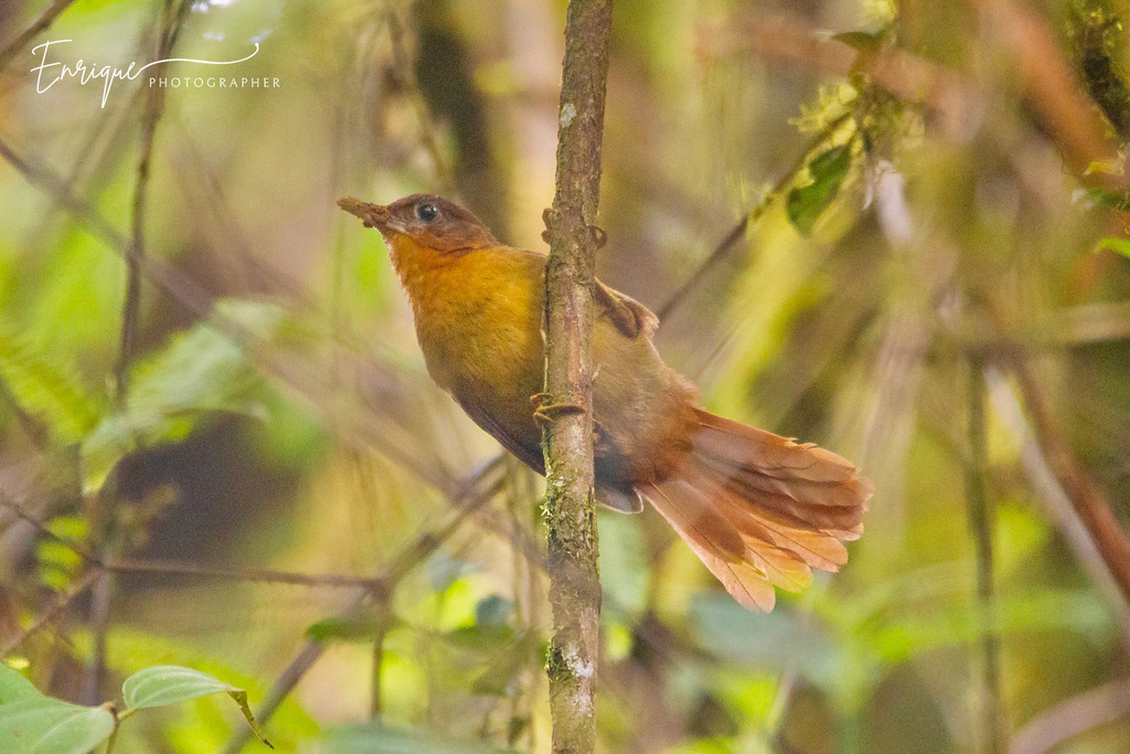 Ruddy Foliage-gleaner photo