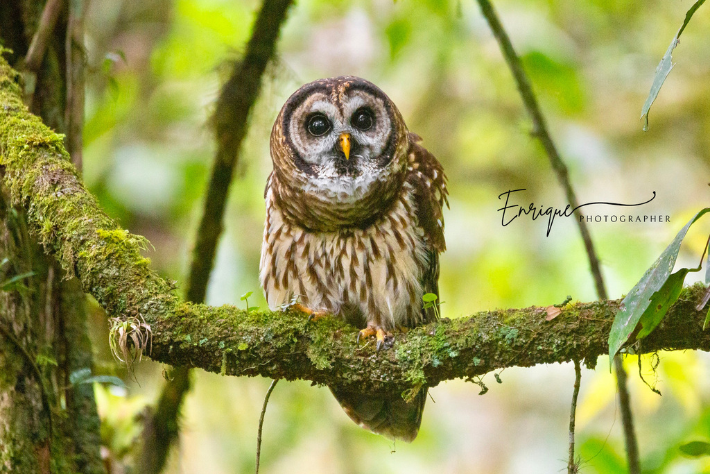 Fulvous Owl (Strix fulvescens) · iNaturalist