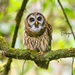 Fulvous Owl - Photo (c) Enrique Giron, all rights reserved, uploaded by Enrique Giron
