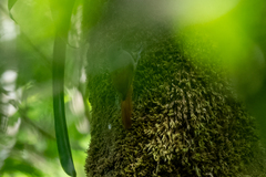 Sittasomus griseicapillus image