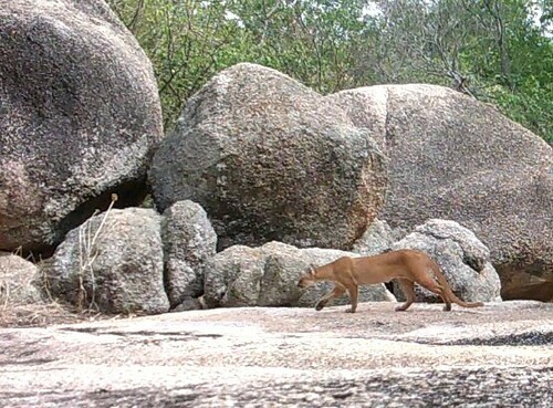 Jaguarundi