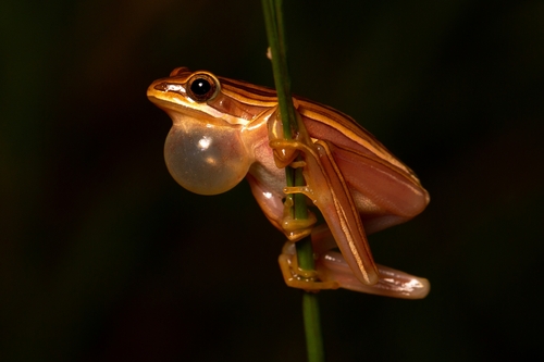 Narrow-headed Tree Frog