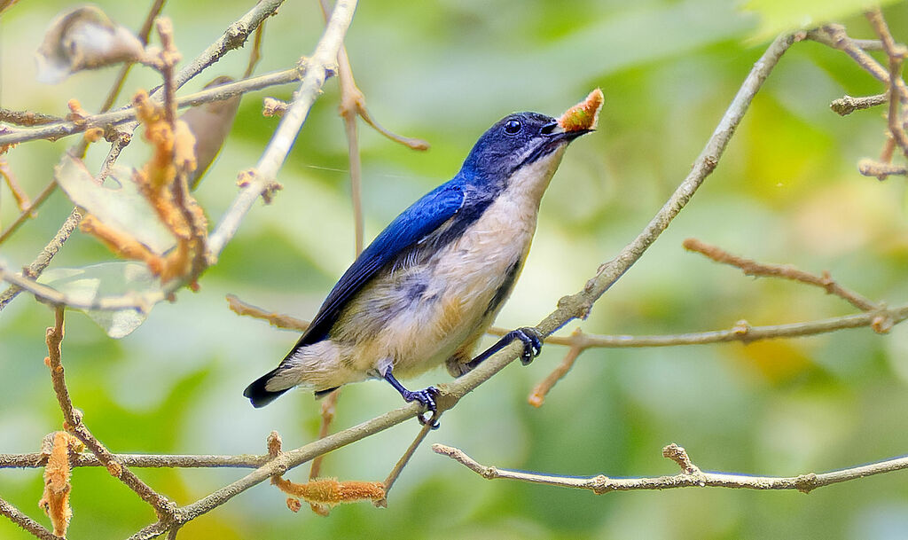 Cambodian Flowerpecker (Dicaeum cambodianum) photo