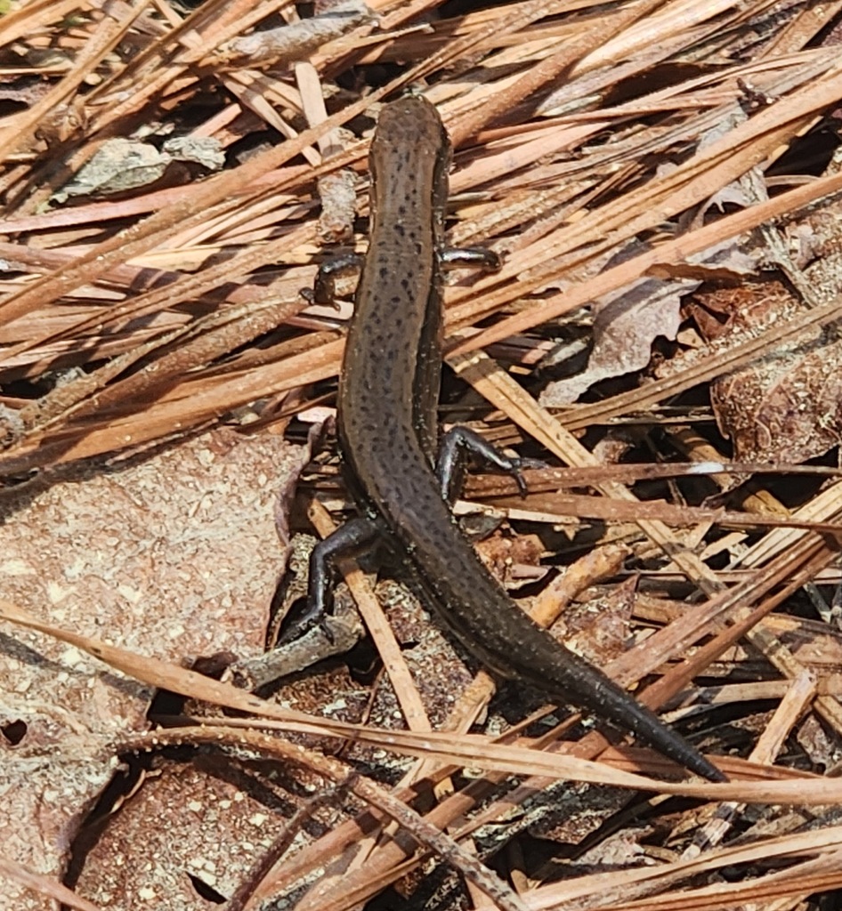 Little Brown Skink from Hyde County, NC, USA on March 18, 2024 at 01:20 ...