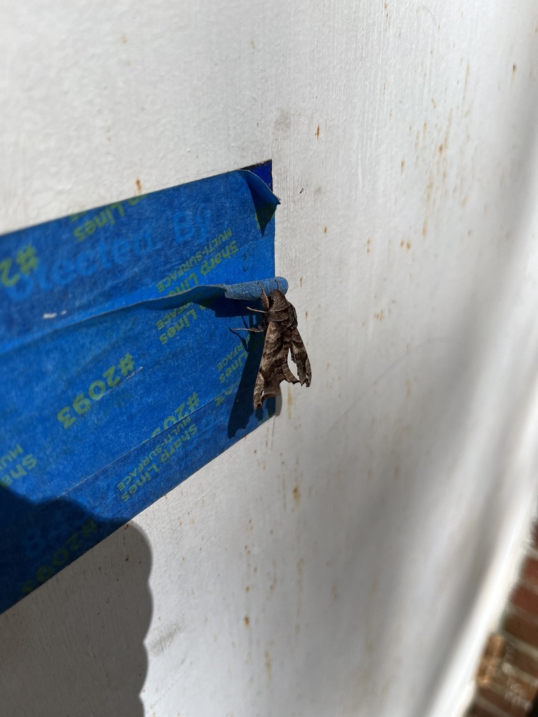 Lettered Sphinx from Durant Ave, North Charleston, SC, US on March 15 ...