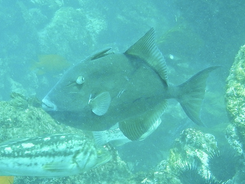 Finescale Triggerfish from Los Angeles County, CA, USA on October 4 ...