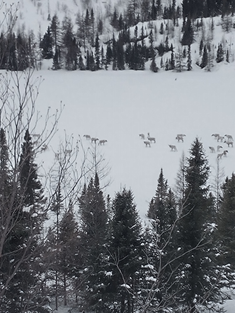 Caribou from Schefferville, QC G0G 2T0, Canada on March 18, 2024 at 08: ...