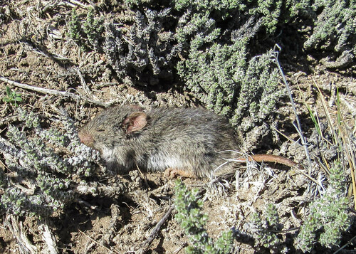 Intelligent Grass Mouse (Akodon iniscatus) — Least Concern Mammalia