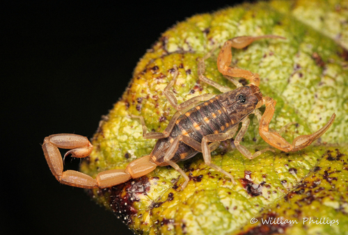 Hentz Striped Scorpion