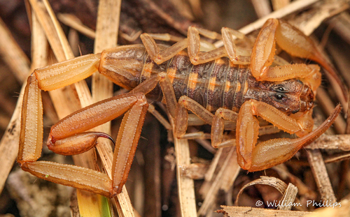 Hentz Striped Scorpion