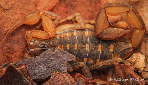Hentz Striped Scorpion