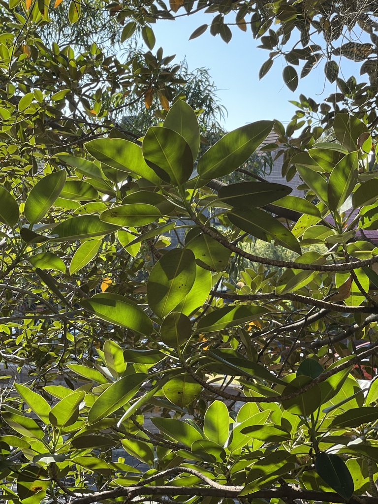 Figs from The University of Sydney, Camperdown, NSW, AU on March 19