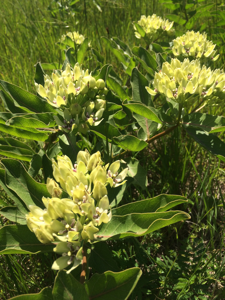 green antelopehorns from Woodson Park, Oklahoma City, OK, US on May 05 ...